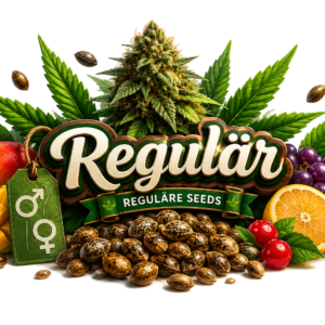 Universe Reguläre Seeds